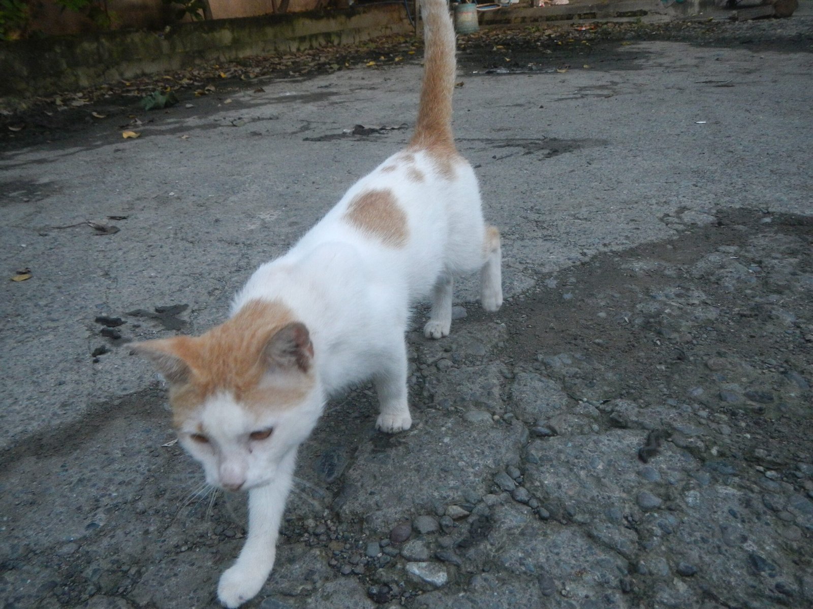 Following You Around: Attachment or Curiosity? (image credits: wikimedia)