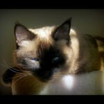 The Enigmatic Nature of Cats