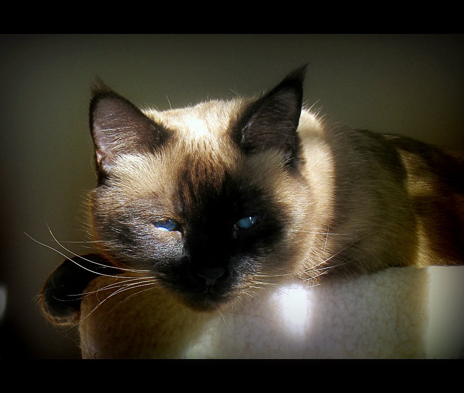 The Enigmatic Nature of Cats