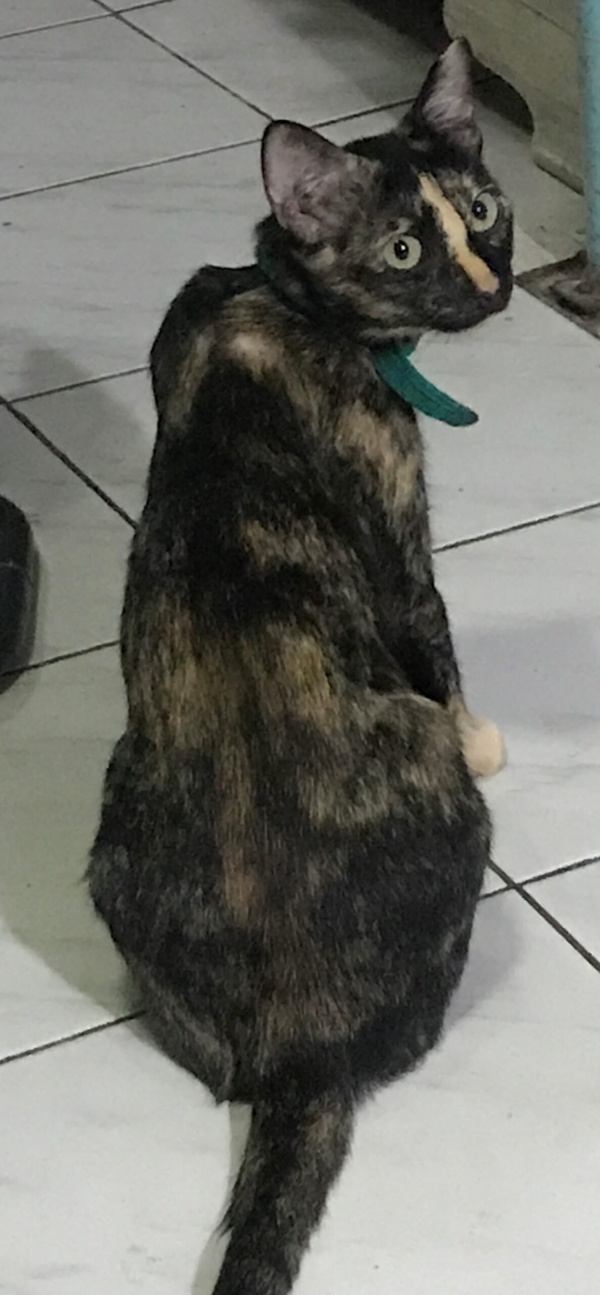 Shyness and Hiding Tendencies (image credits: wikimedia)