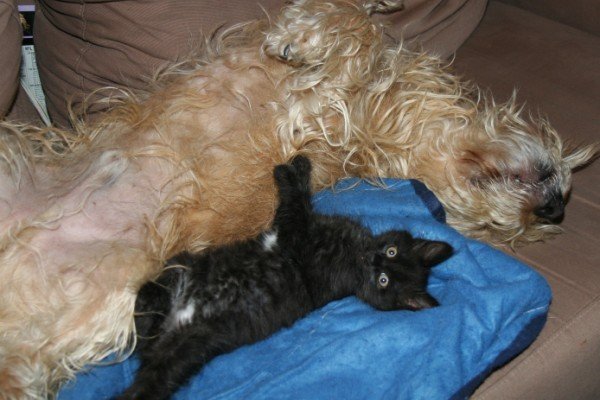 Challenges in Adapting to Other Pets (image credits: wikimedia)