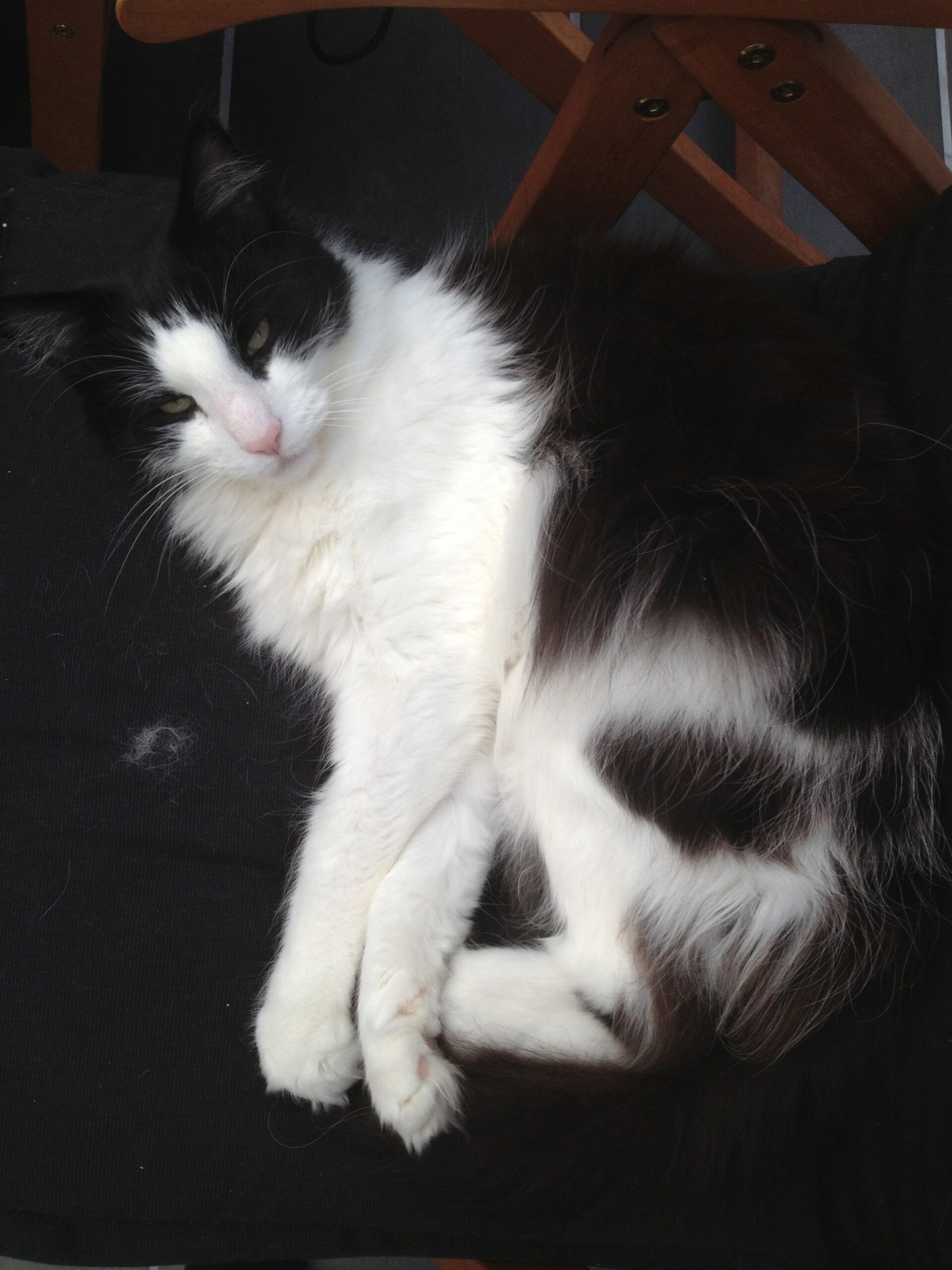 Emotional Exhaustion and Apathy (image credits: wikimedia)