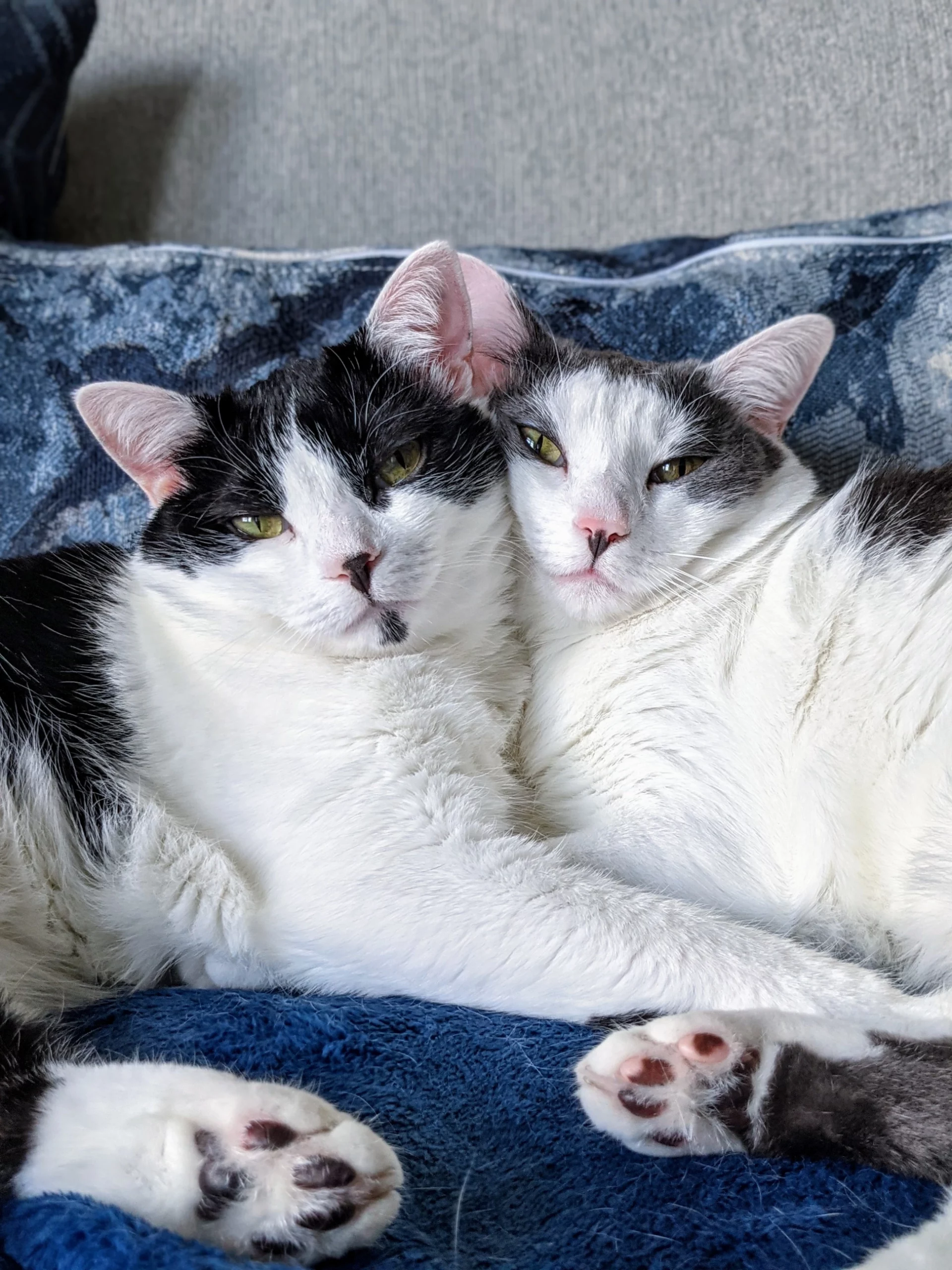 Snuggling in Unusual Places (image credits: wikimedia)