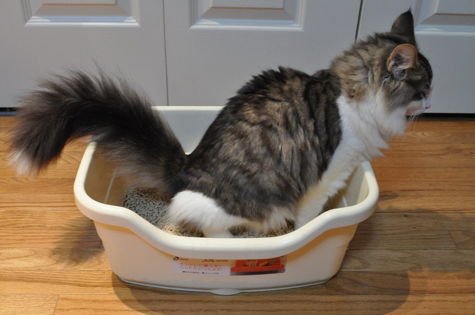 They Use Their Litter Box Normally (image credits: wikimedia)