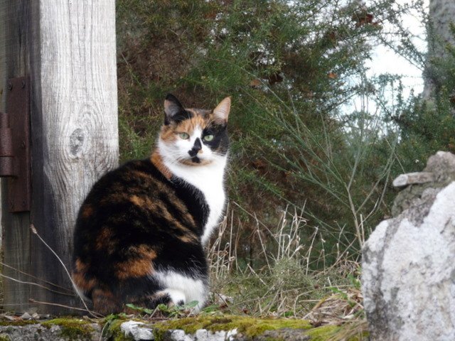 Guarding Against Intruders (image credits: wikimedia)