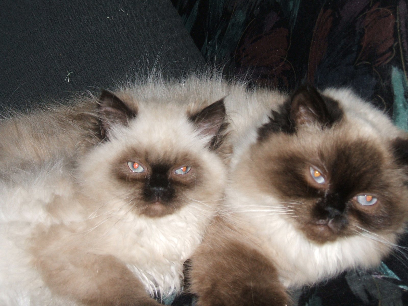 Himalayan: The Quiet Cuddler (image credits: wikimedia)