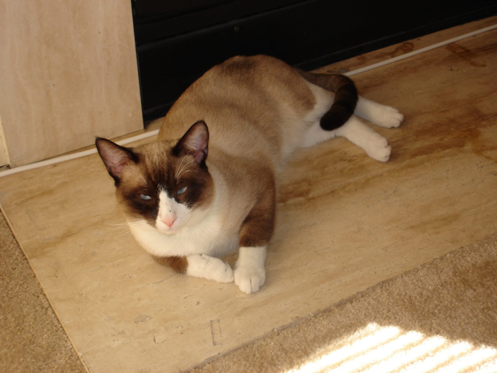 Snowshoe: The Sensitive Soul (image credits: wikimedia)