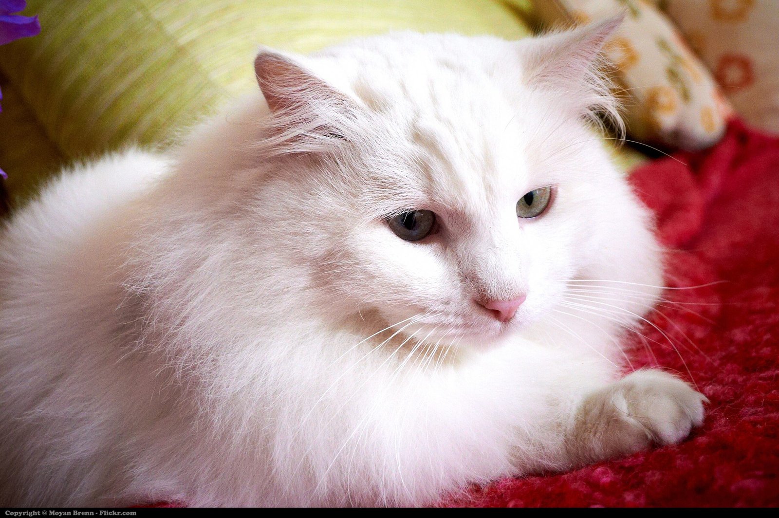 Turkish Angora: The Elegant Confidante (image credits: wikimedia)