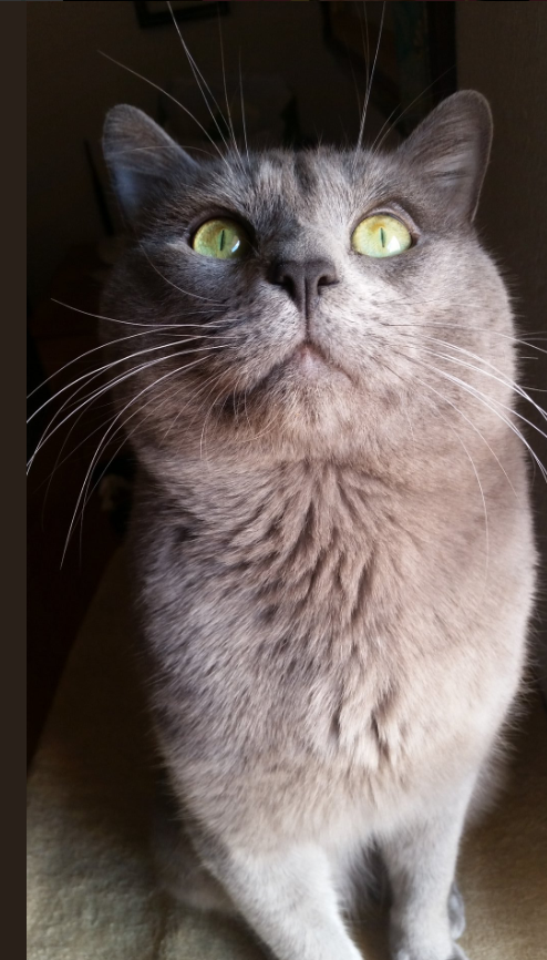 When Calm Isn’t Enough: Reading Between the Lines (image credits: wikimedia)