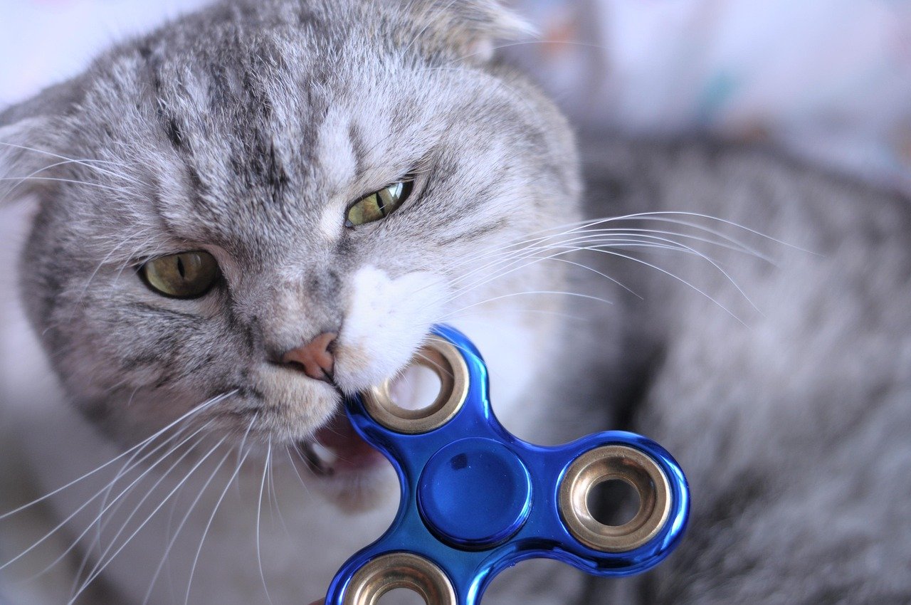 Playful Biting: Affection or Annoyance? (image credits: pixabay)