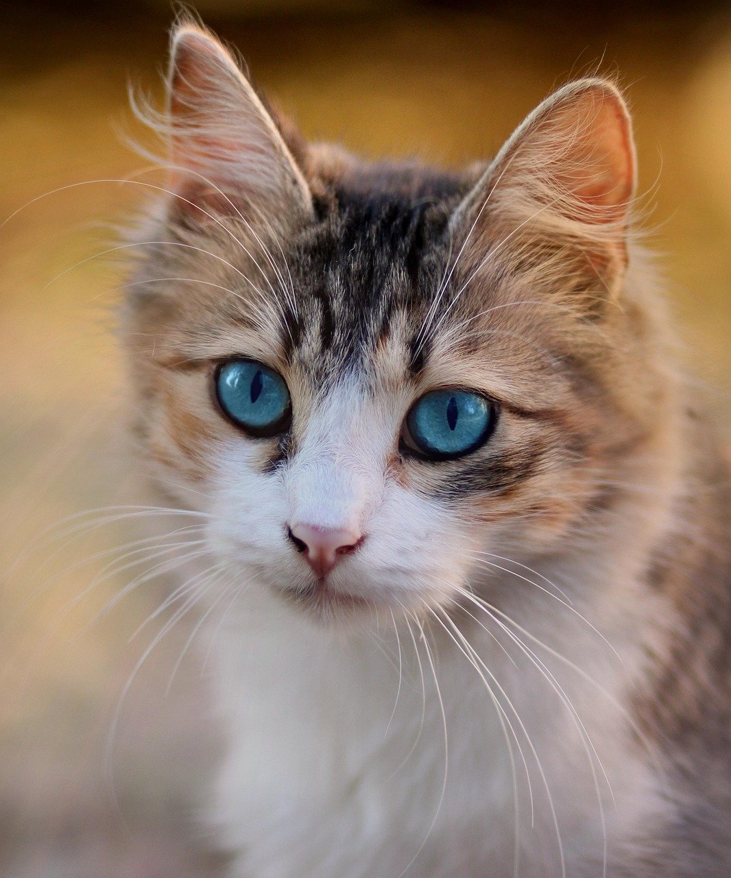 Slowly Introduce Other Pets (image credits: pixabay)