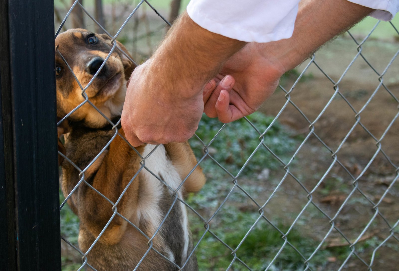 Speak with Your Veterinarian (image credits: wikimedia)