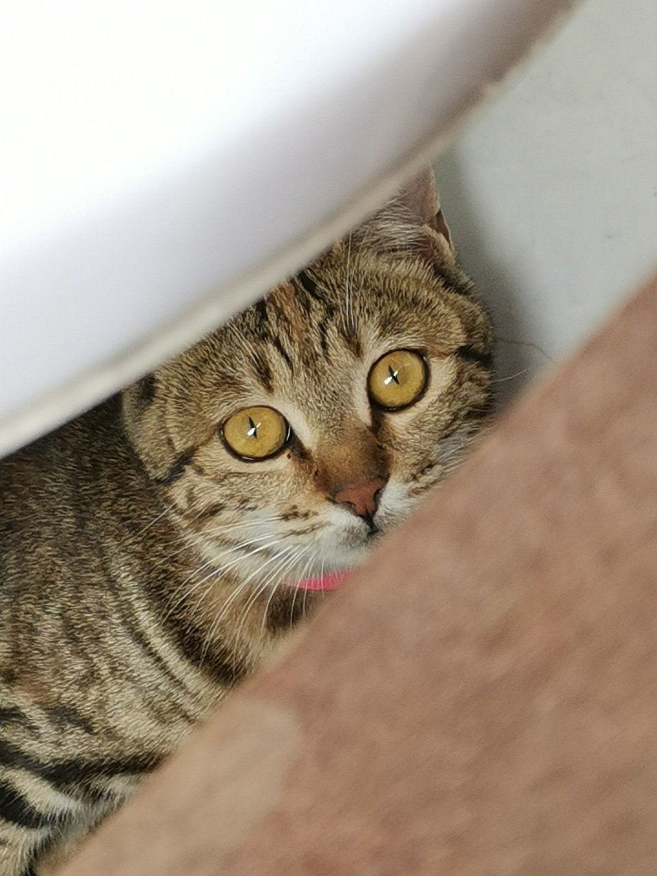 The First Time You Played Hide and Seek (image credits: pixabay)