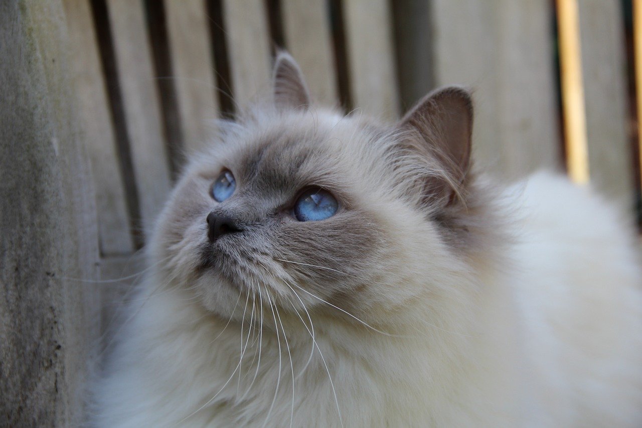 Ragdoll: The Gentle Empath (image credits: pixabay)
