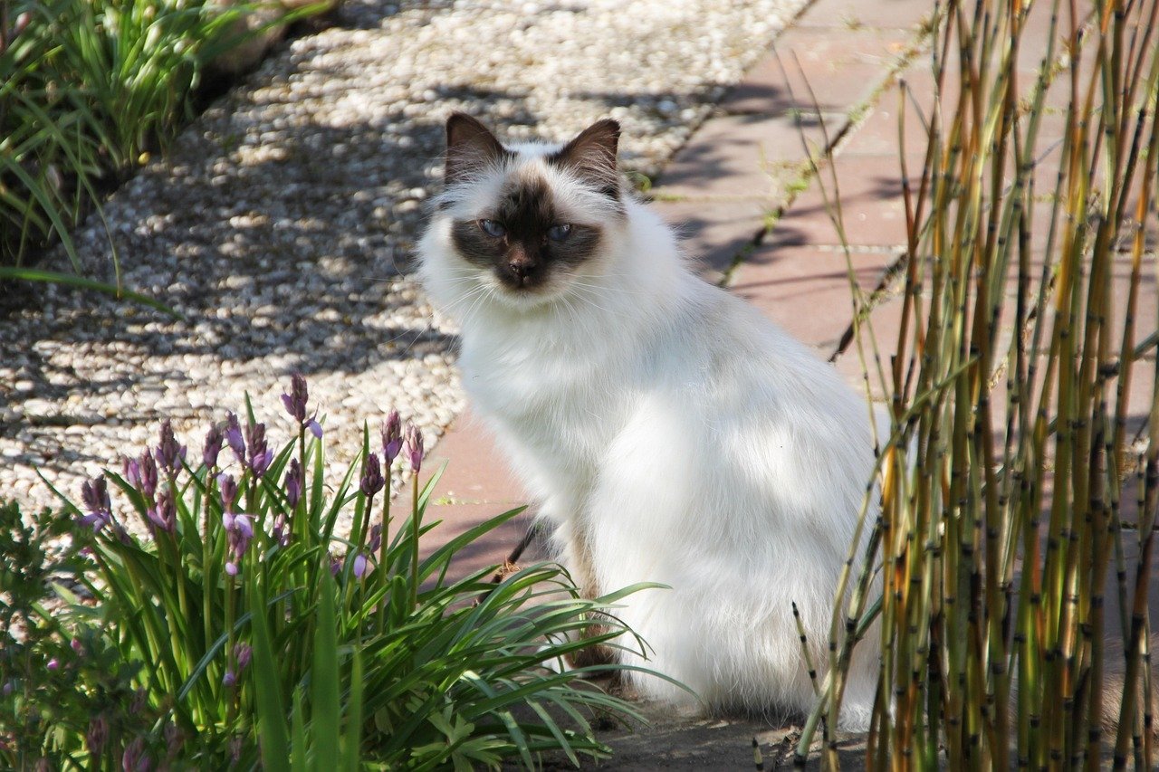 Birman: Silent Soother (image credits: pixabay)