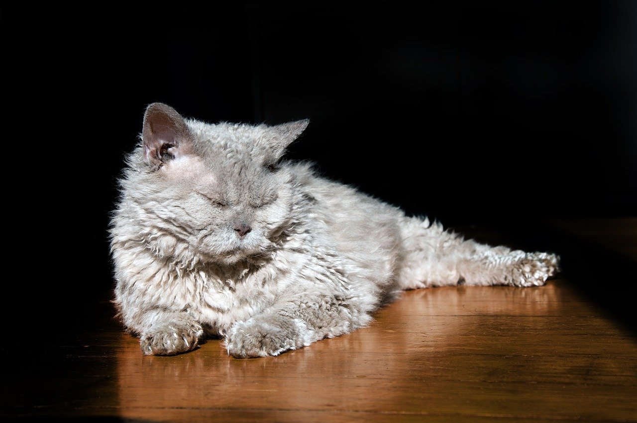 Selkirk Rex: Calm and Attuned (image credits: pixabay)