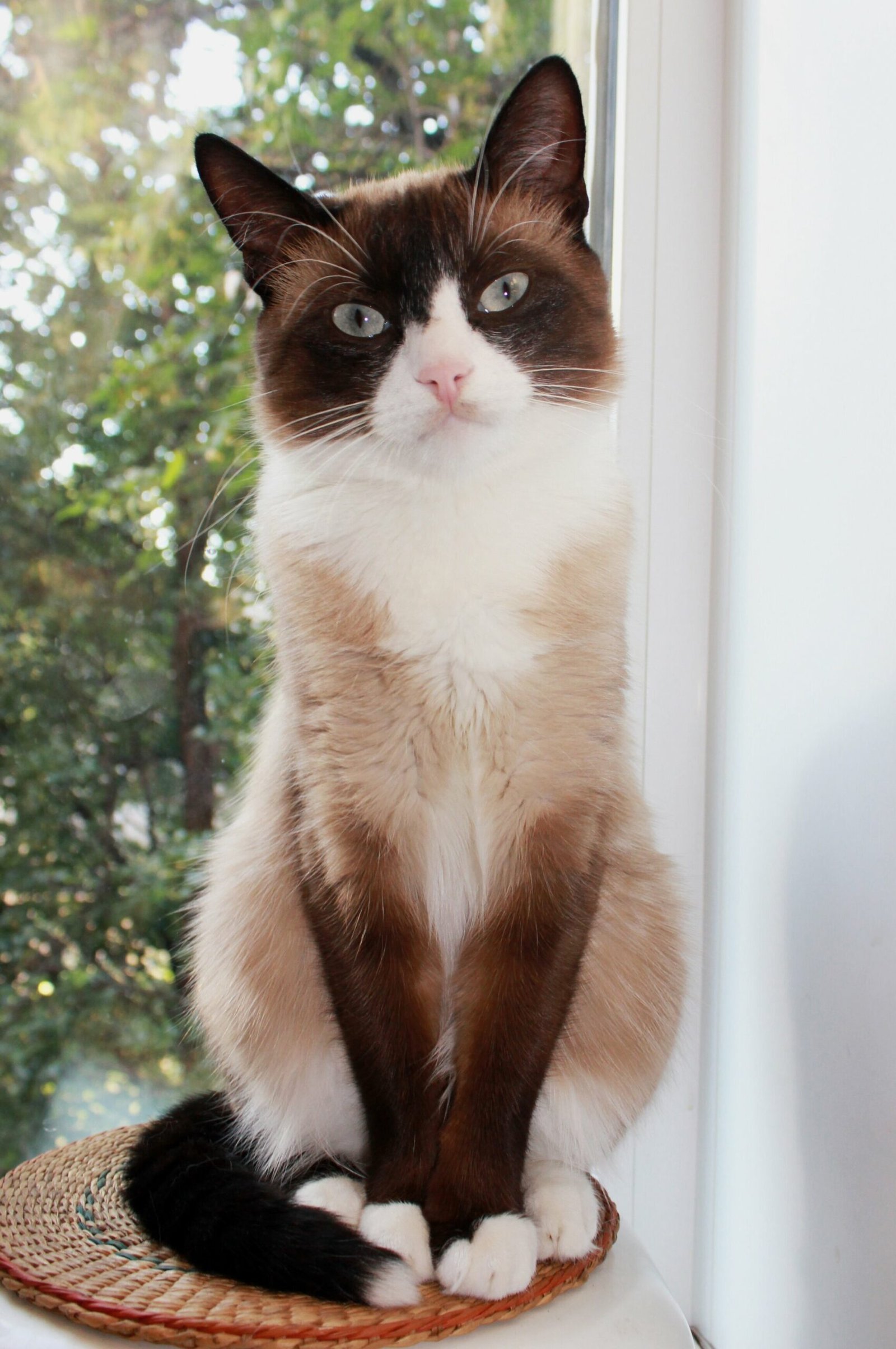 Snowshoe: The Silent Guardian (image credits: wikimedia)