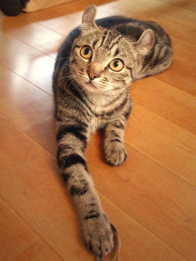 American Curl: The Playful Partner (image credits: wikimedia)