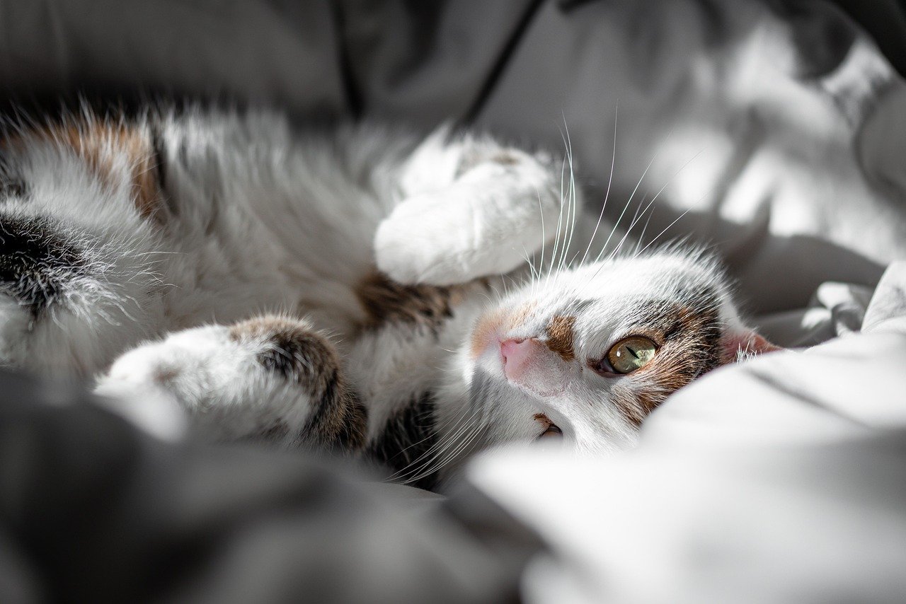 Physical Affection: Can Cuddles Heal Wounded Feelings? (image credits: pixabay)