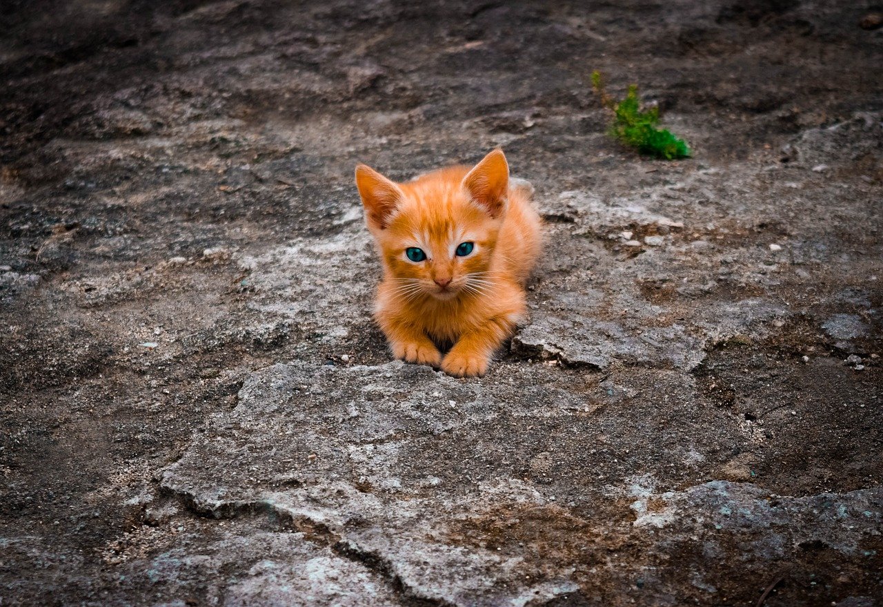 Do Kittens Forgive More Easily Than Adult Cats? (image credits: pixabay)