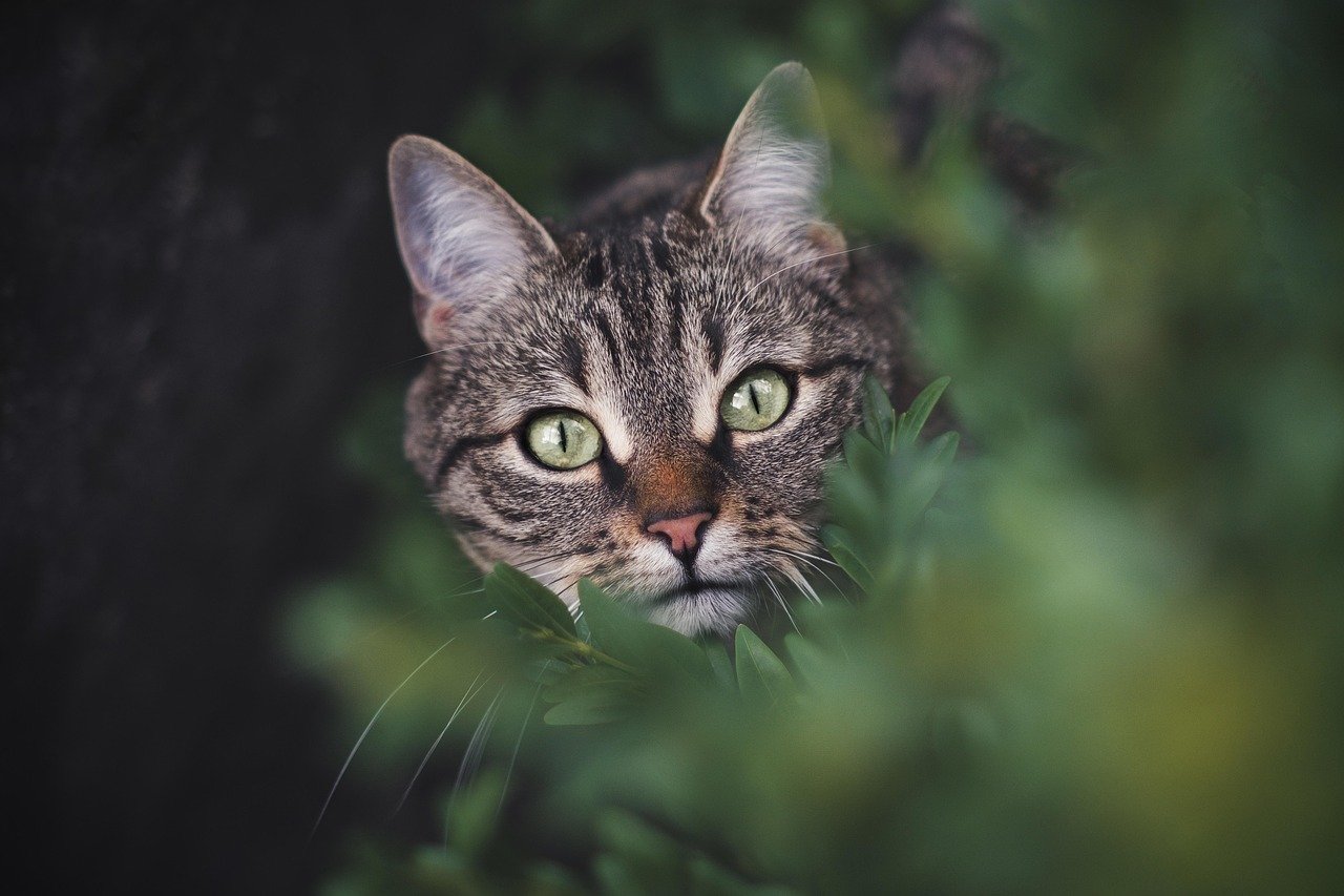 Head Bumps and Cheek Rubs (image credits: pixabay)