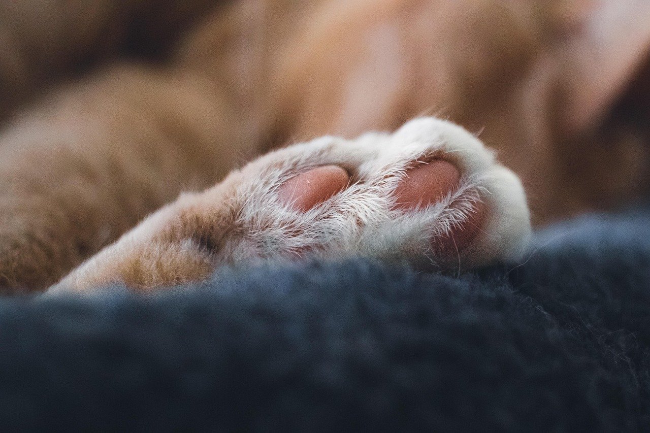 Tapping You Gently with a Paw (image credits: pixabay)