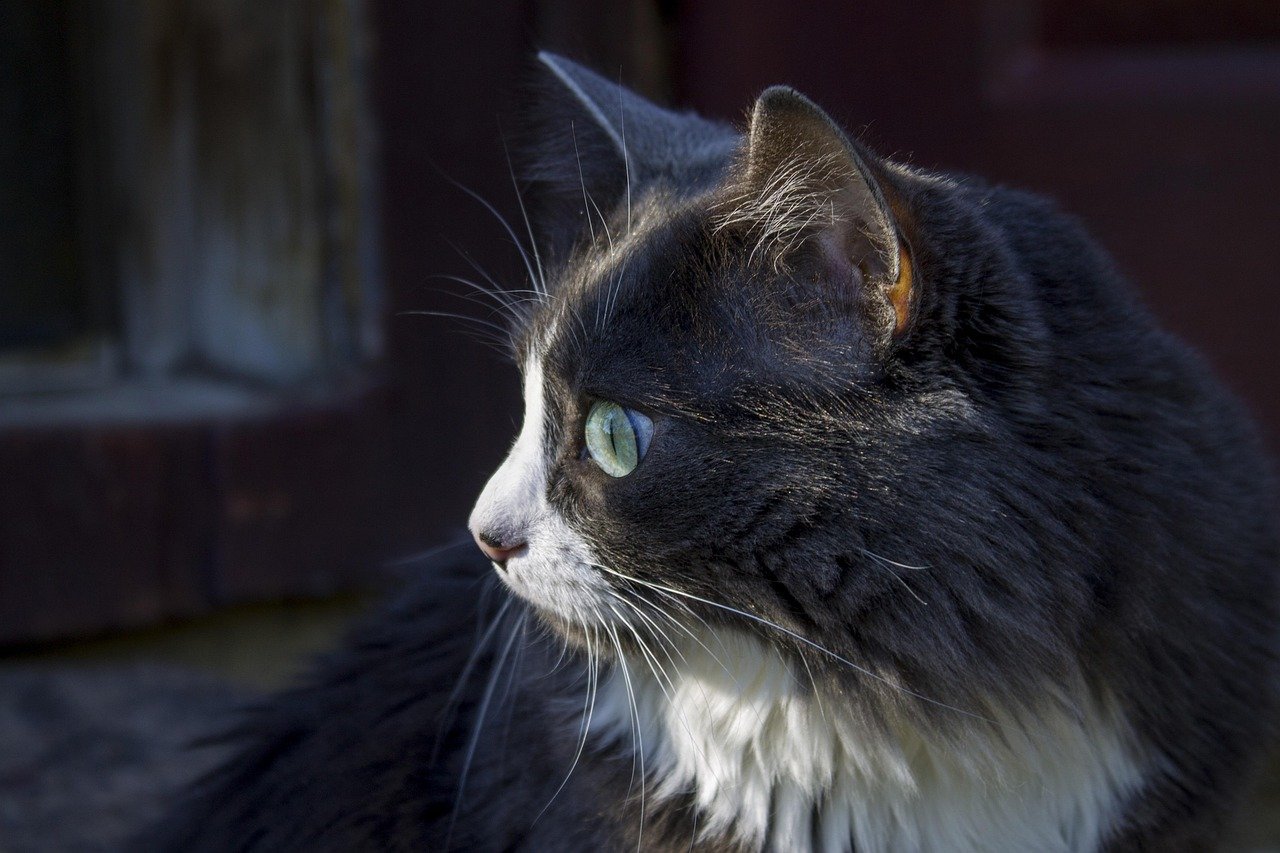 8. Low, Soft Meows—Subtle Communication (image credits: pixabay)