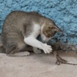 Why Your Cat’s Favorite Spot Is Right Next to You