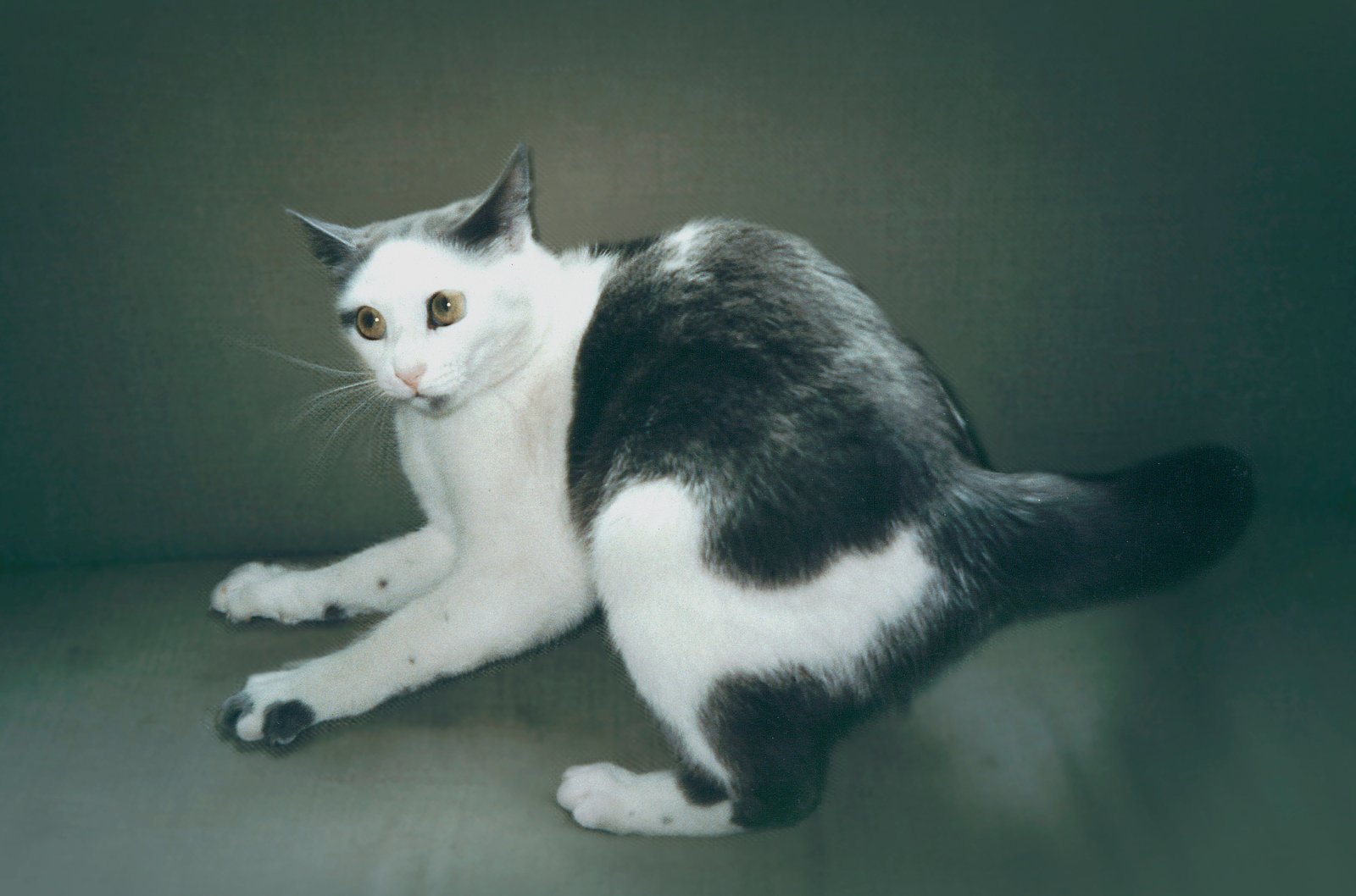 Brushing Against Your Legs (image credits: wikimedia)