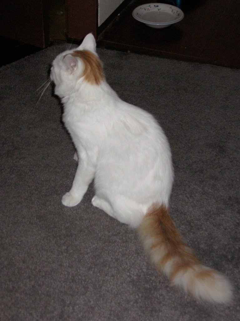 Showing Their Back or Turning Their Rear (image credits: wikimedia)