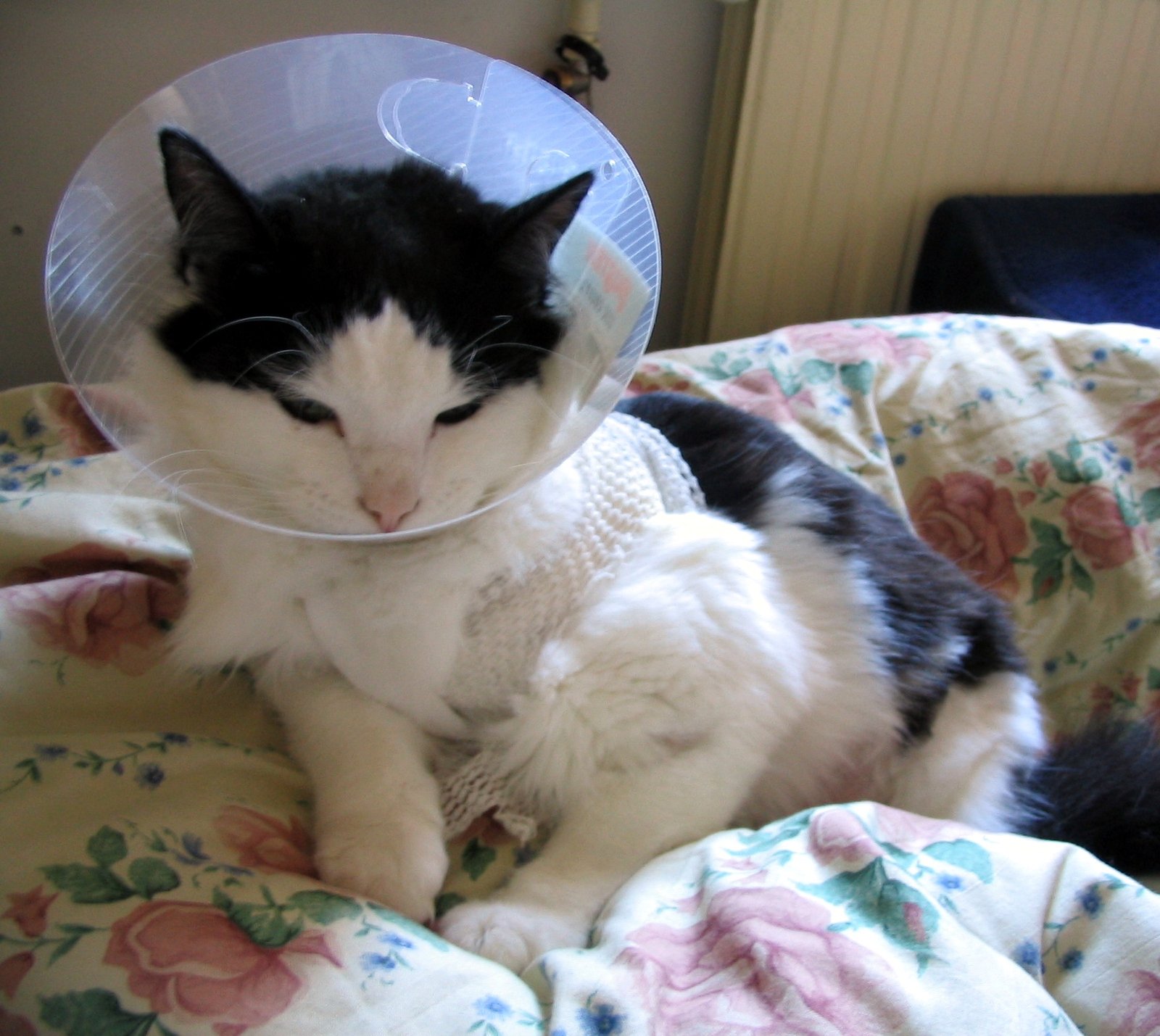 Using Enrichment to Prevent Boredom (image credits: wikimedia)