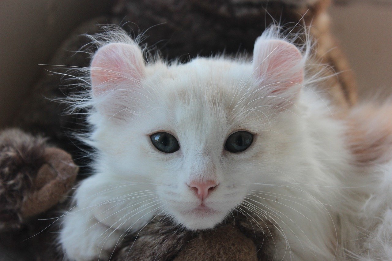American Curl: The Curious Companion (image credits: pixabay)