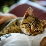 Responding to Owner Behavior