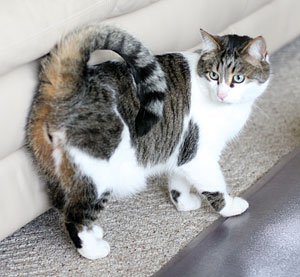 Tail Language: The Emotional Barometer (image credits: wikimedia)