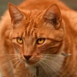 12 Cat Behaviors That Disappear When They’re Finally at Peace