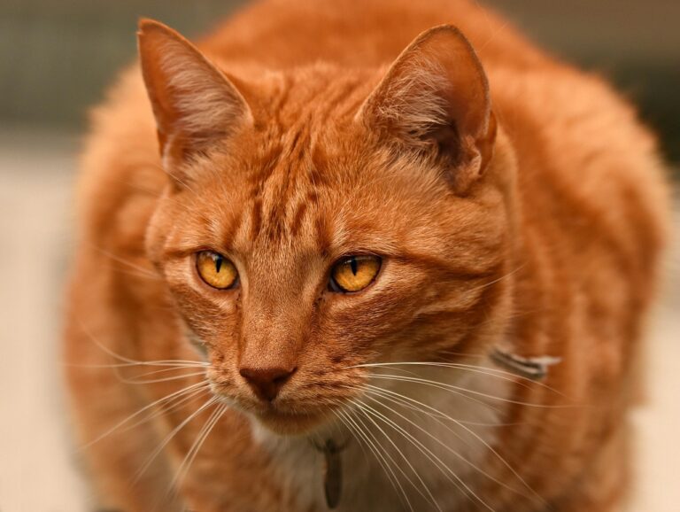 12 Cat Behaviors That Disappear When They’re Finally at Peace