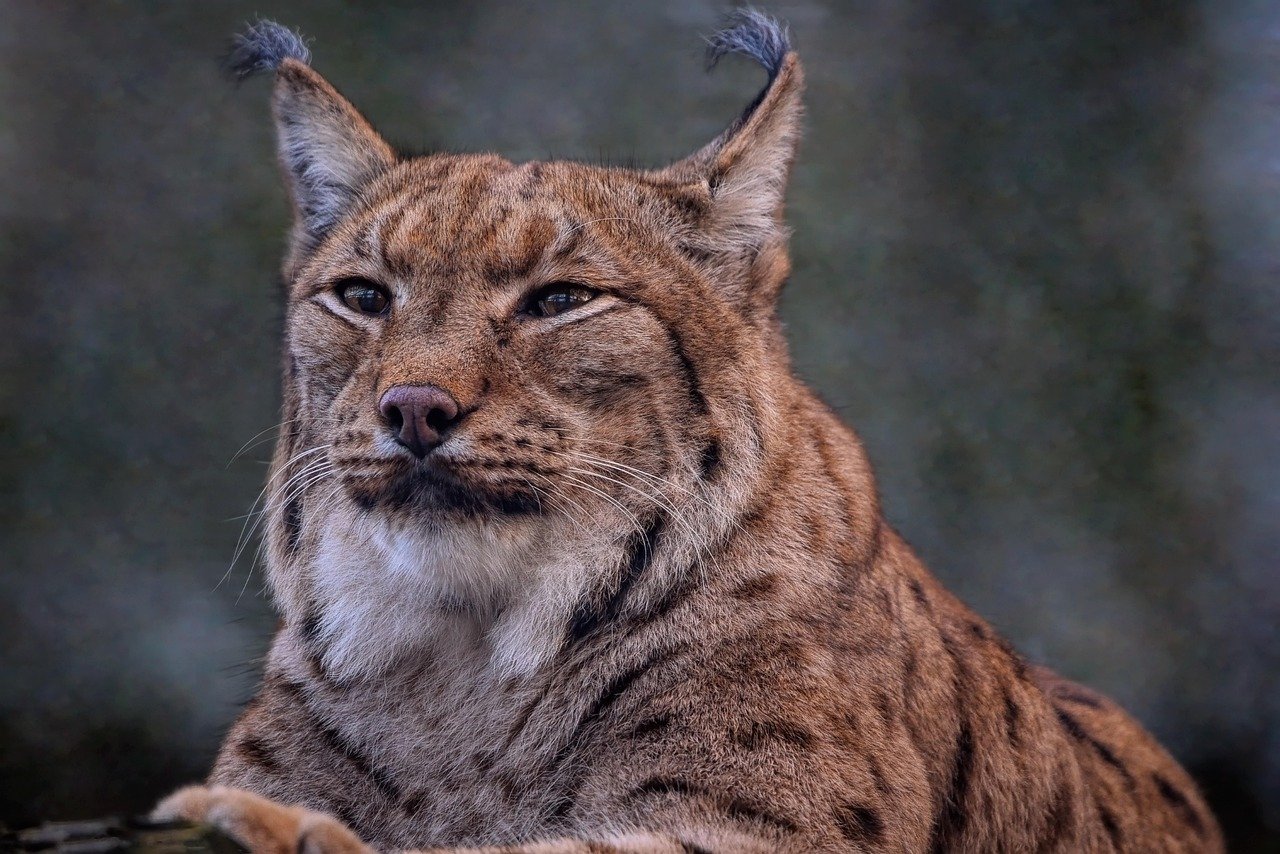 Eurasian Lynx: Close-Knit Clans (image credits: pixabay)