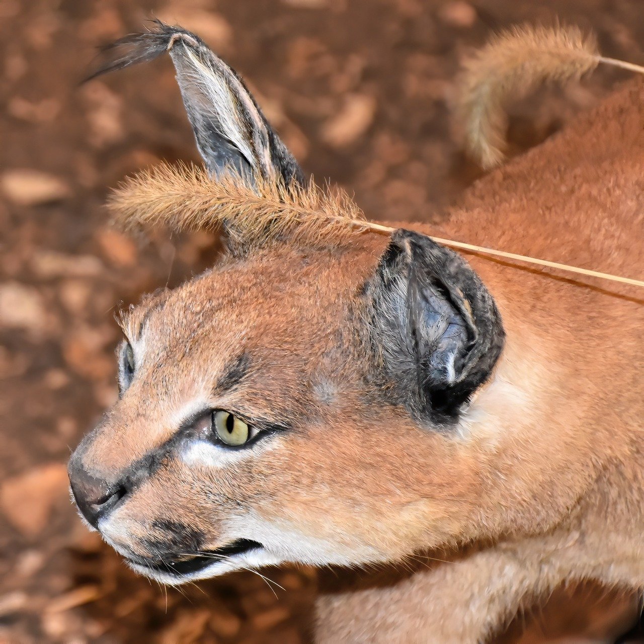 Caracals: Family in the Grasslands (image credits: pixabay)