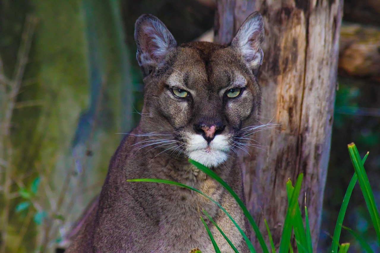 Pumas (Mountain Lions): Devoted Single Mothers (image credits: pixabay)