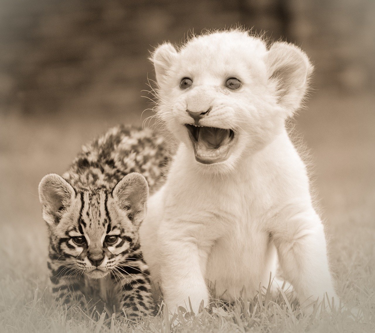 Ocelots: Rainforest Family Bonds (image credits: pixabay)