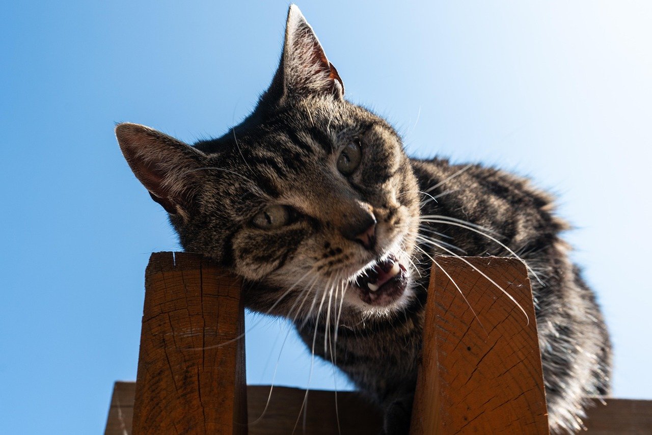 Responding to Your Cat’s Meows (image credits: pixabay)