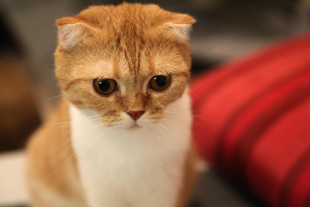 Scottish Fold: The Calm Connoisseur (image credits: pixabay)