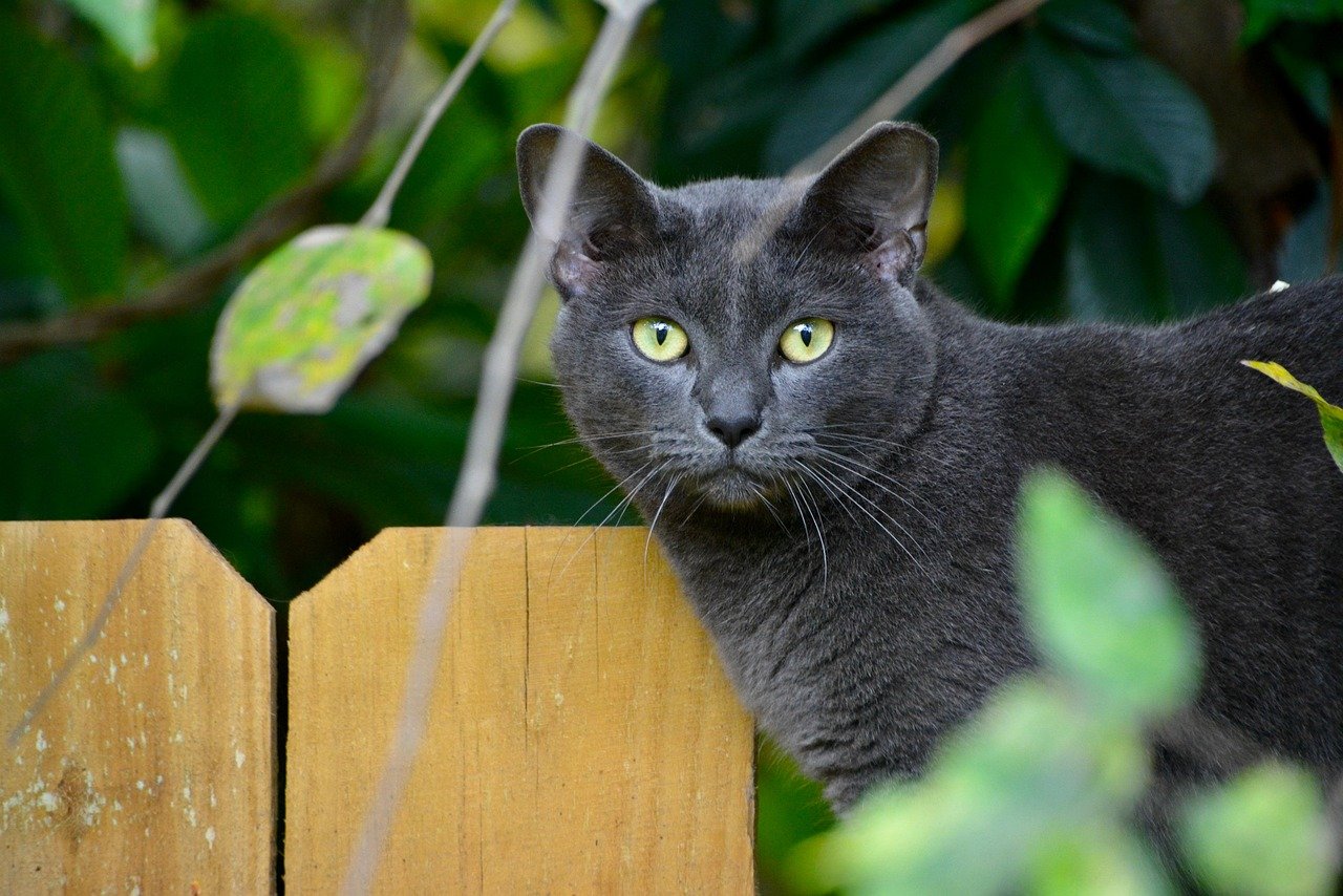 Korat: The Silent Protector (image credits: pixabay)