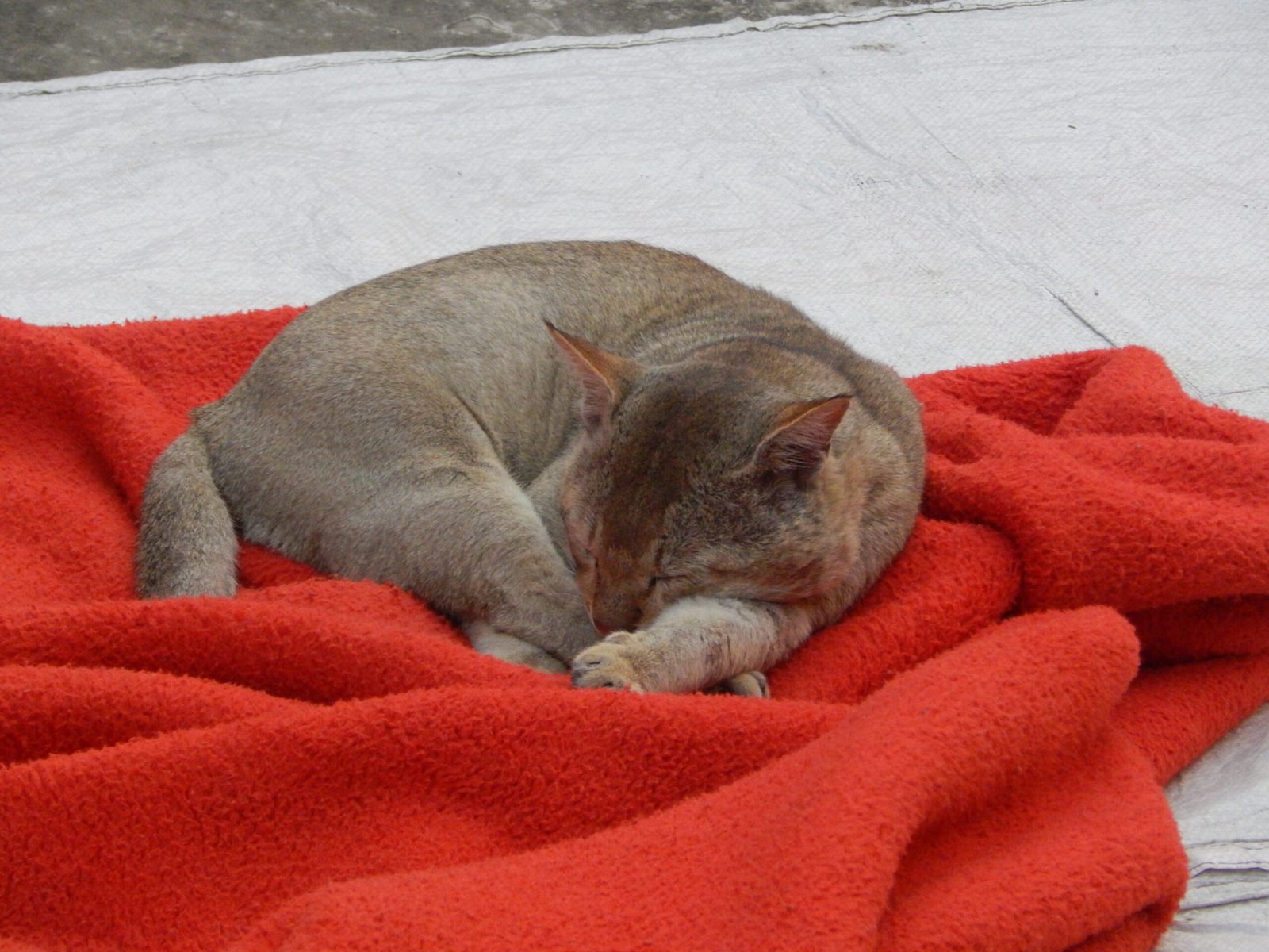 Helping Your Cat Find and Maintain Their Safe Space (image credits: wikimedia)