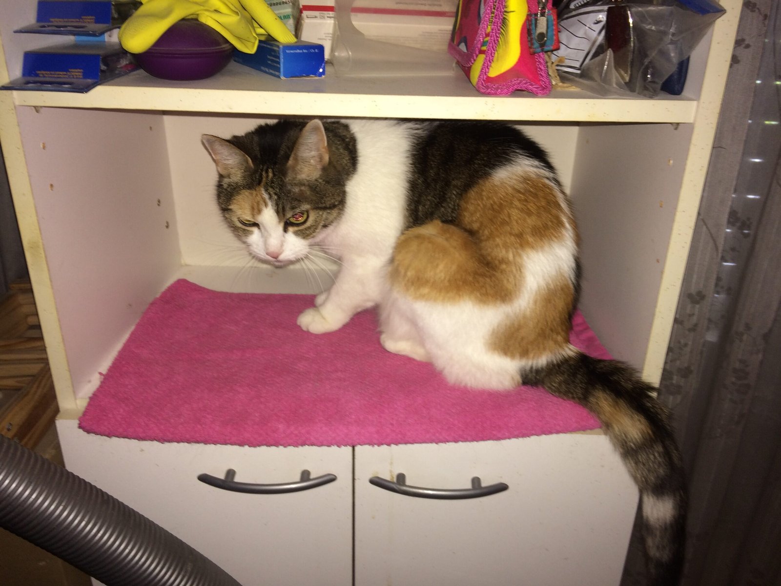 Understanding Individual Differences in Feline Behavior (image credits: wikimedia)