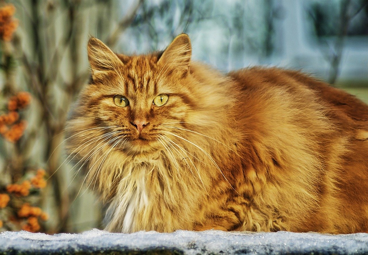 Norwegian Forest Cat (image credits: pixabay)