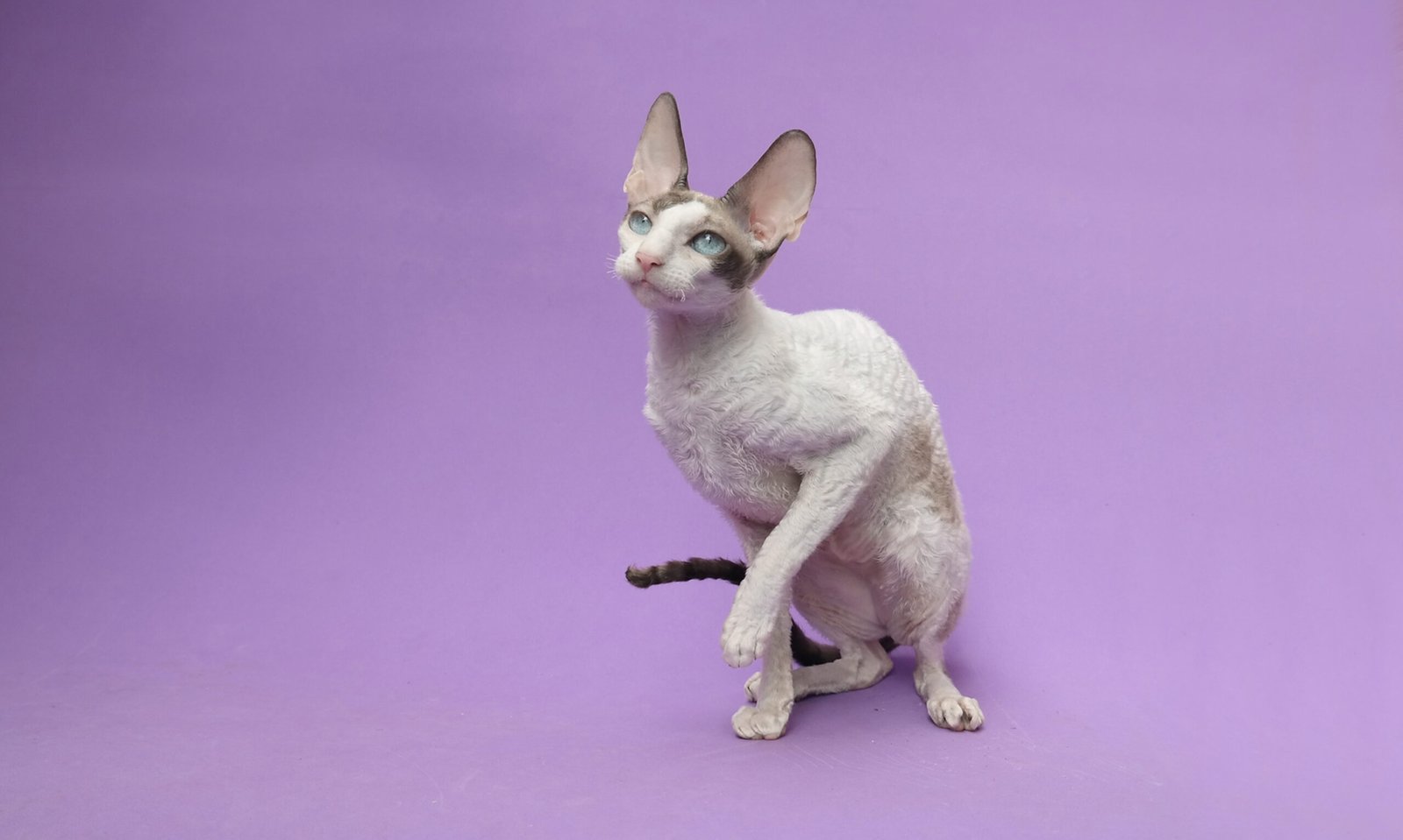 Cornish Rex (image credits: wikimedia)