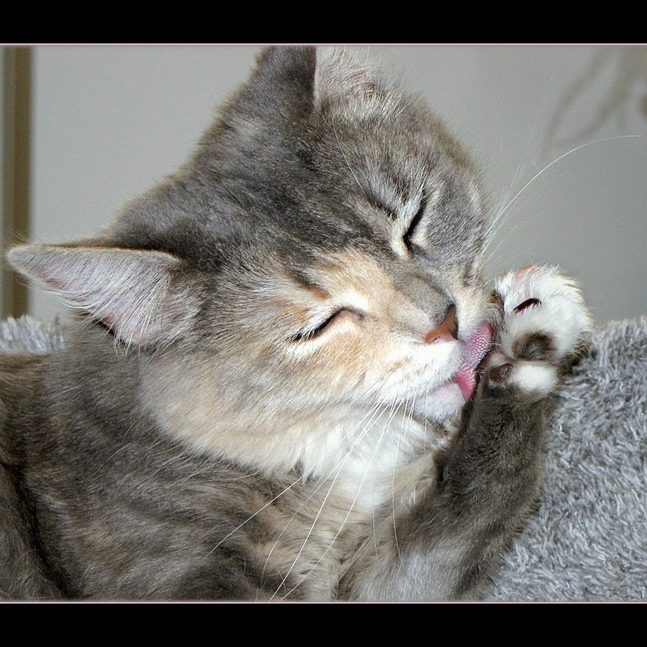 Purring Loudly: The Sound of Pure Contentment (image credits: wikimedia)