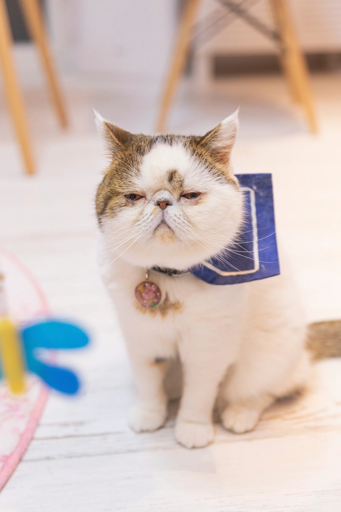 Emotional Effects on Your Cat (image credits: rawpixel)
