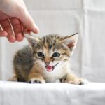 Petting-Induced Aggression Explained